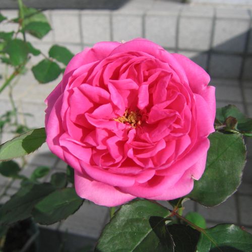Rozen bestellen en bezorgen - Rosa Frau Dr. Schricker - roze - chinese roos - sterk geurende roos - Johannes Felberg-Leclerc - Donkerroze, ronde bloemen, bloeit meerdere keren vanaf het voorjaar tot het najaar.